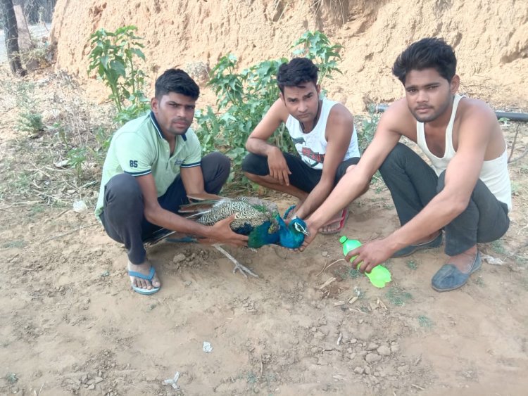 प्रशासन की लापरवाई से मोर को देनी पड़ी जान । समाज सेवी लोगो ने राष्ट्रीय पक्षी को बचाने की पूरी कोशिश।