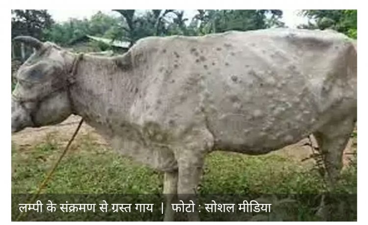 लम्पी विस्फोट