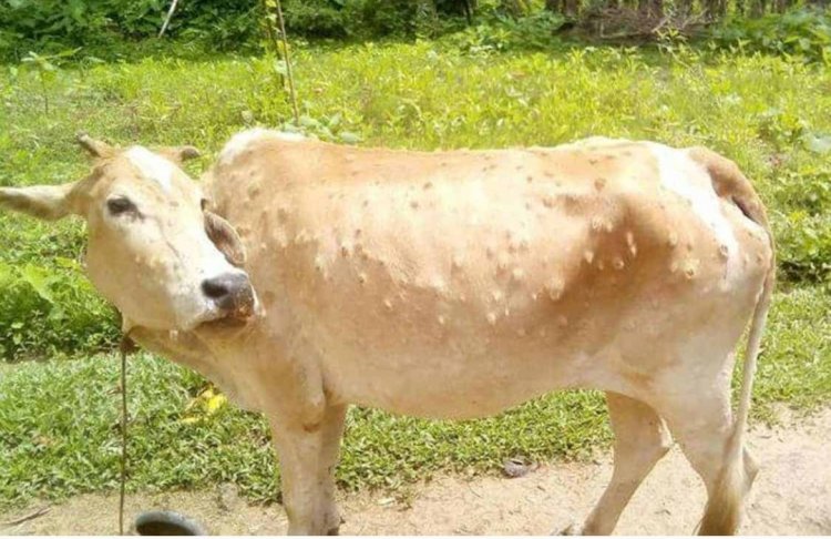पशुओं में फैल रही लम्पी स्कीन बीमारी से सावधानी बरतें