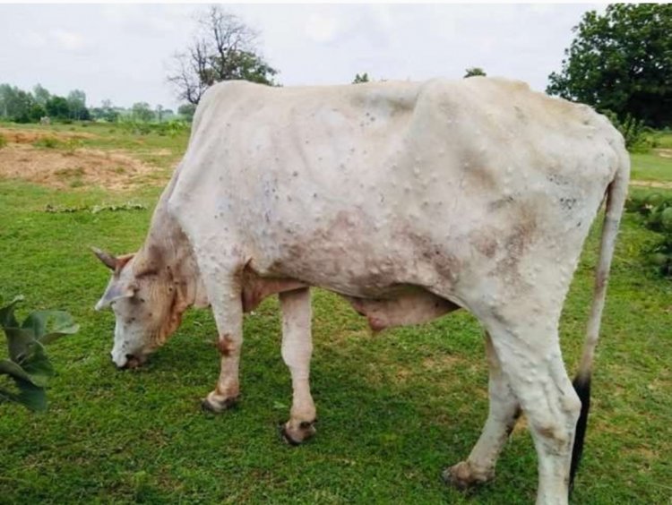पशुओं में फैल रही लम्पी स्कीन बीमारी से सावधानी बरतें