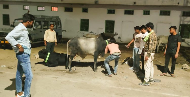 *विश्व हिंदू परिषद बजरंग दल कपासन द्वारा गो पशुओं को दुर्घटना से बचाने हेतु रेडियम बेल्ट बांधे गए एवं साथ ही लम्पी महामारी से ग्रसित गौमाता हेतु निशुल्क टीकाकरण एवं दवाई गोली की व्यवस्था*