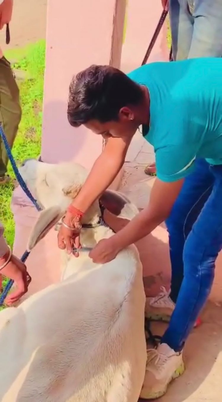 गौ सेवक पवन जाट के नेतृत्व मैं चल रहा गोवंश बचाओ महा अभियान