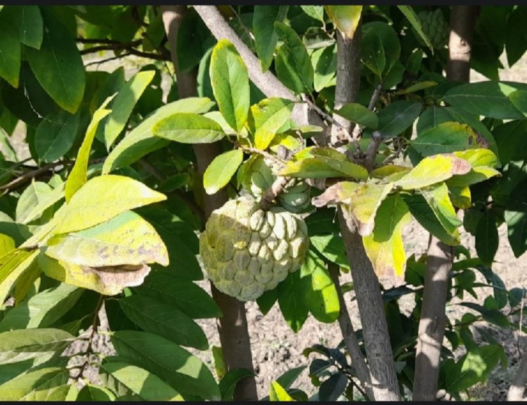बालानगर और सुपर गोल्ड सीताफल की सबसे ज्यादा डिमांड : फ्रूटिंग के बाद बिक्री पर है फोकस , ठेकेदारी या नीलामी से होगी बिक्री
