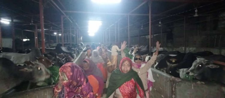 प्रभातफेरी के 12 वर्ष पूरे होने के अवसर पर गो सेवा की।