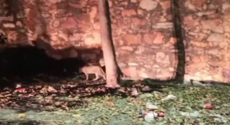 दुर्ग के जोड़ला पोल के पास दिखा पैंथर का बच्चा, पर्यटक ने बनाया वीडियो।