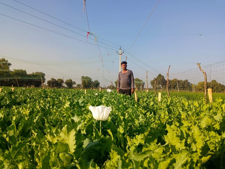 निंबाहेड़ा उपखंड के सेमलिया गांव के खेतो में काले सोने पर चढ़ने लगा सफेद रंग*
