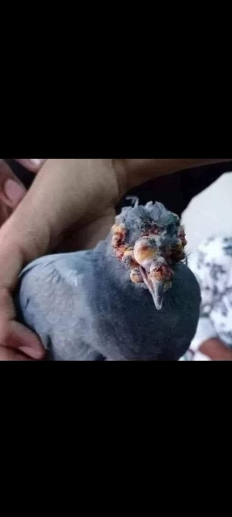 गर्मियों में हम पक्षियों को दाना पानी देते समय ये नही समझ पाते कि अनजाने में पुण्य की जगह पाप का भागी तो नही बन रहे.?