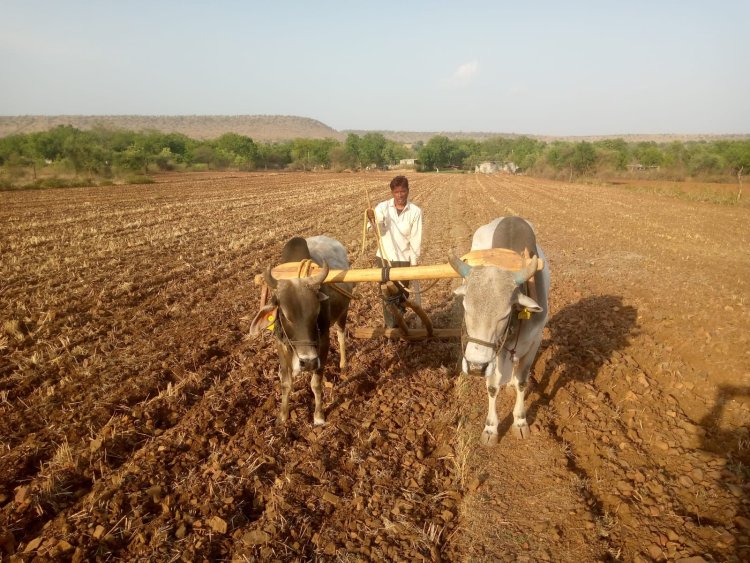 क्षेत्र में किसान खेतों में हकाई जुताई करने कि तैयारी शुरू