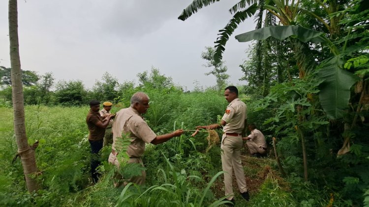 ज्वार की फसल की आड़ में गांजे की अवैध खेती के खिलाफ बडी कार्यवाही गांजे के कुल 784 पौधे जब्त, आरोपी नामजद।