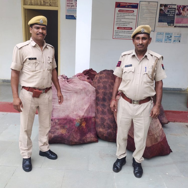 ज्वार की फसल की आड़ में गांजे की अवैध खेती के खिलाफ बडी कार्यवाही गांजे के कुल 784 पौधे जब्त, आरोपी नामजद।