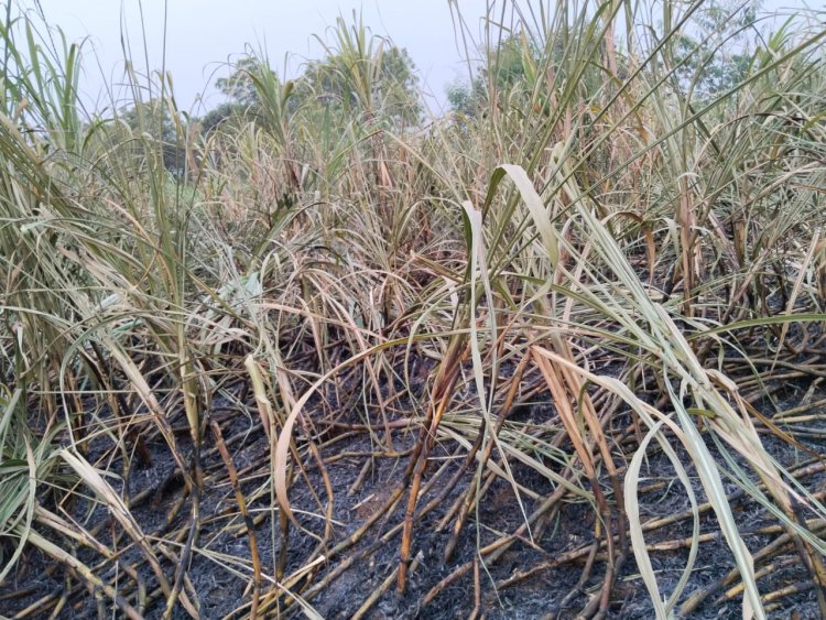 सामरी में बिजली के तारों में फाल्ट से गन्ने की फसल जली।
