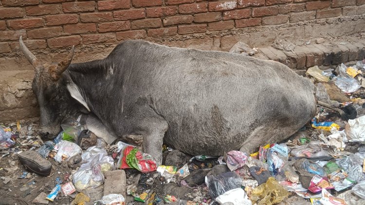 गौ करुणा की निधि गौसेवा ईश्वर प्राप्ति का एक मात्र मार्ग : अग्निवीर गौसेवा प्रमुख पवन तोमर