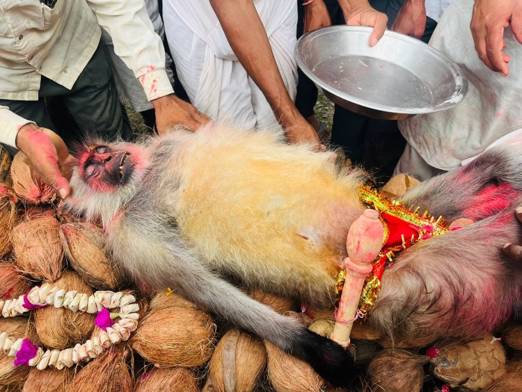 ग्राम भट्ठकोटड़ी में वानर राज की निकाली बैंड बाजे के साथ अंतिम शव यात्रा