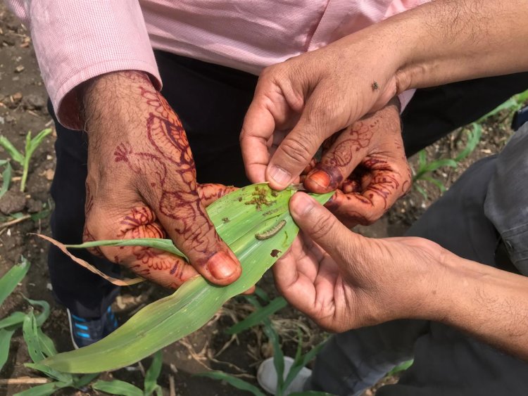 रेपिड रोविंग सर्वे की टीम द्वारा मक्का एवं सोयाबीन फसलों में कीट-व्याधि प्रकोप का किया सर्वेक्षण